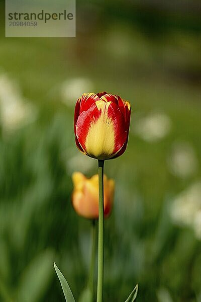 Single tulip against a green background