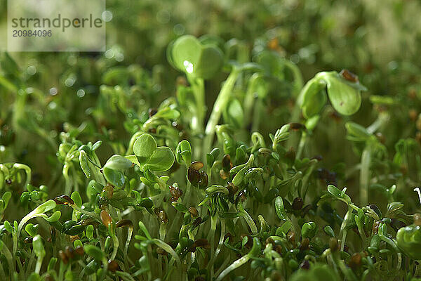 Watercress (Nasturtium officinale) sprouts in a sprouter  artistic closeup green background.