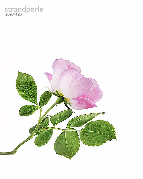 Pink Damask Rose  garden flower on a branch with green leaves. Isolated on white