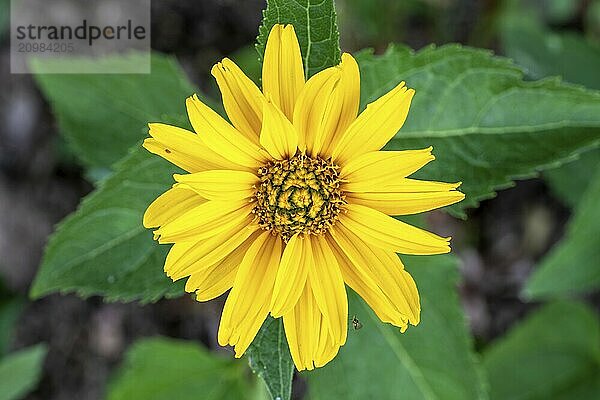 Yellow flower of Rudbeckia hirta in the garden against a green background