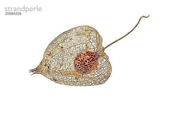 Physalis alkekengi Chinese lantern dried fruit filigree texture against a white background