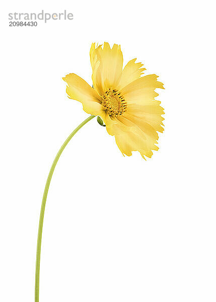 Yellow Cosmos sulphureus flower closeup. Sulphur Cosmos isolated on white