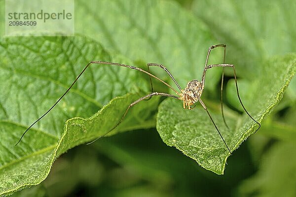 Close-up of a weaver spider on a leaf against a green background