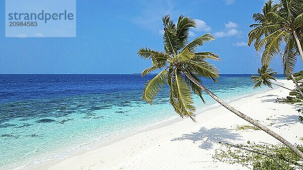 View of beach with turquoise blue water in shallow lagoon of Maldives island Filaidhoo in Indian Ocean  right foreground diagonally grown coconut palm (Cocos nucifera)  Filaidhoo island  Raa Atoll  Maldives  Asia