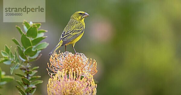 Brimstone canary (Crithagra sulphurata)  Harold Porter National Botanical  Betty's Bay  Western Cape  South Africa  Africa