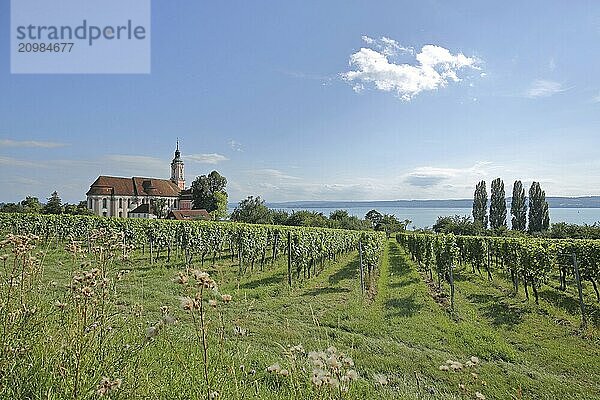 Baroque basilica with vineyards  landscape  nature  view of lake  view  pilgrimage church  Birnau  Uhldingen-Mühlhofen  Obersee  Lake Constance  Lake Constance area  Baden-Württemberg  Germany  Europe