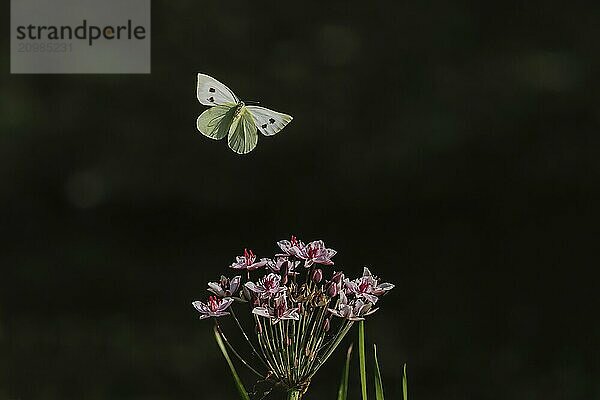 A Cabbage butterfly (Pieris brassicae) flying over pink flowers  dark background  Hesse  Germany  Europe