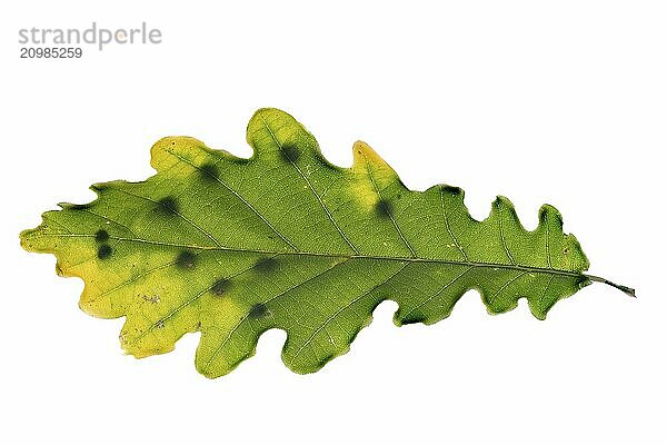 Close-up of an oak leaf with clutch of gall wasps Cynipidae cropped on white