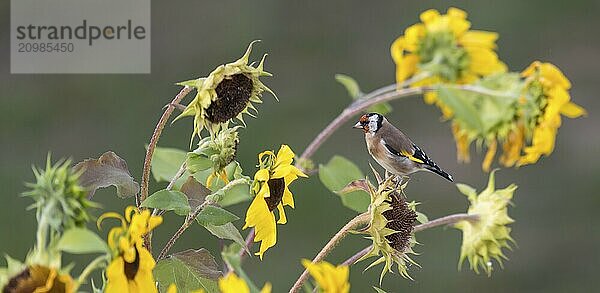 Goldfinch sitting on an old sunflower with seeds between blooming sunflowers against a blurred green background