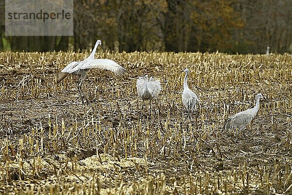 Flock of Sandhill Cranes of a field  before migrating south showing their dance creations