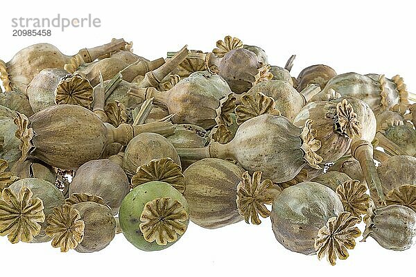 Ripe  dry poppy seed pods piled up as background cut out on white