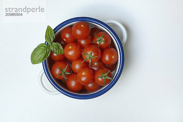 Cherry tomato in pot  cherry tomato  Solanum lycopersicum