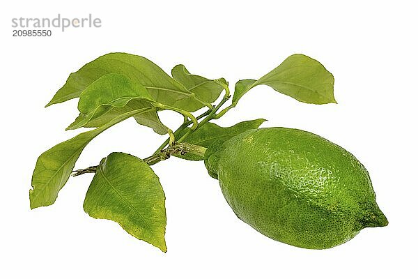 Lemon on a branch with isolated leaves on a white background