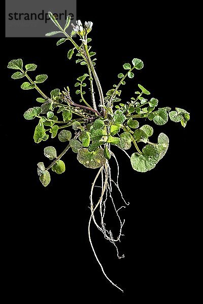 Whole plant of a Cardamine hirsuta with leaves  flower and roots cropped on black