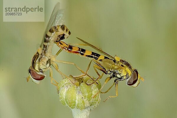 Hoverfly mating