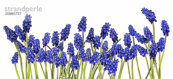 Blue grape hyacinths with green stems are arranged in a row on a white background