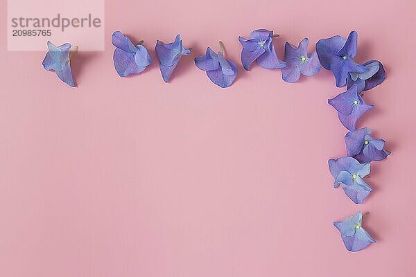 Flat lay with hydrangea or hortensia blue-purple petals on pink background. Picture frame from flowers for greeting card or invitation.