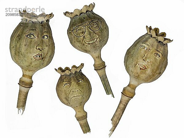 Ripe  dry poppy seed pods with human faces cropped on white