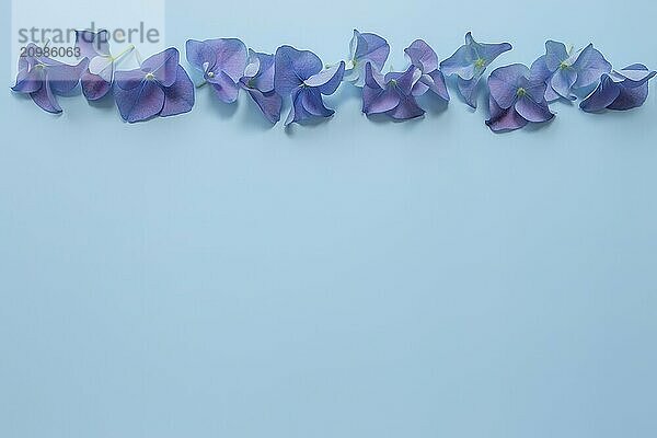 Flat lay with hydrangea or hortensia blue-purple petals on pastel blue background. Picture frame from flowers for greeting card or invitation.