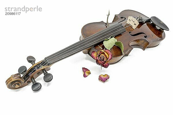 Old shiny violin with withered red and yellow rose blossom cropped on white