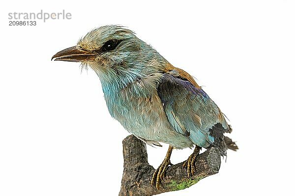 Stuffed colourful European Roller sits on a branch isolated on white