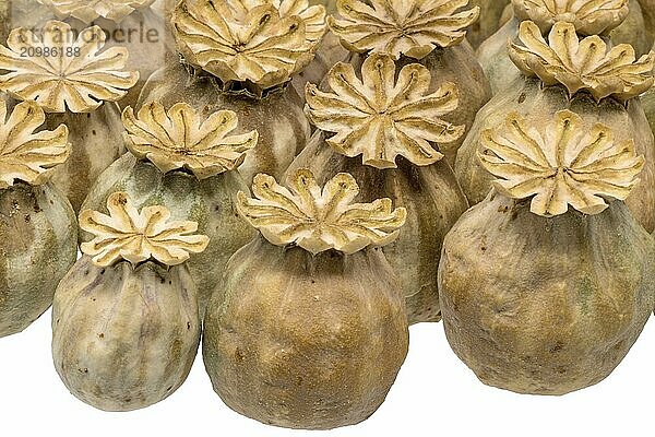 Ripe  dry poppy seed pods piled up as background cut out on white