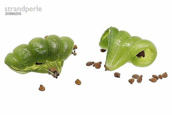 Cracked seed capsules of a busy Lizzie Impatiens walleriana cropped on white