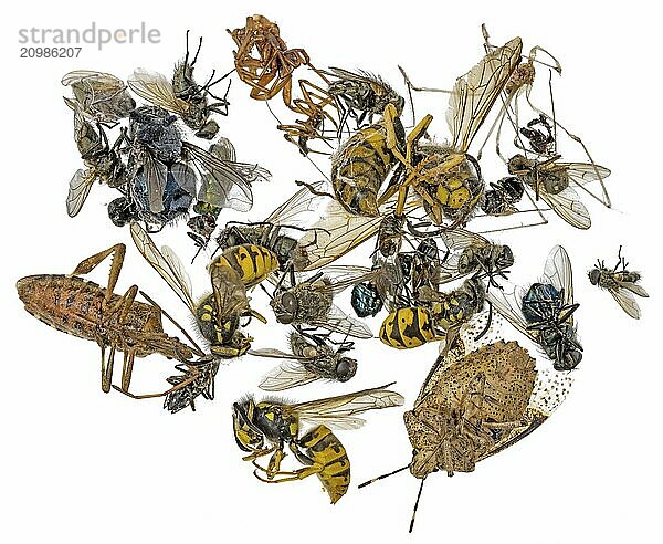 Many different dead insects lying in a pile. Released on white