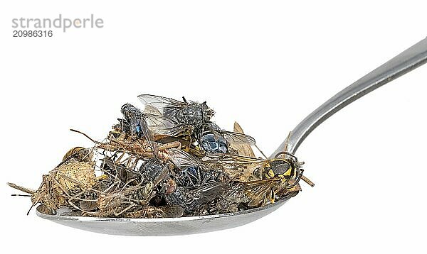 Many dead insects lie on a tablespoon held in the hand  isolated on white