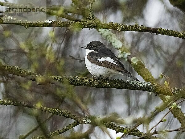 European Pied Flycatcher (Ficedula hypoleuca) male perched on branch  May  North Sweden