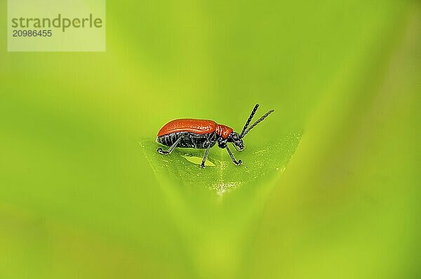 Side view of a small red bacon beetle on a leaf in front of a blurred green background