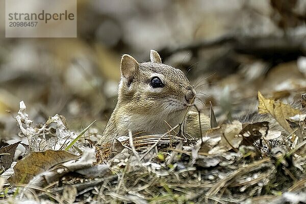 The eastern chipmunk (Tamias striatus) on a meadow. The eastern chipmunk is a chipmunk species found in eastern North America