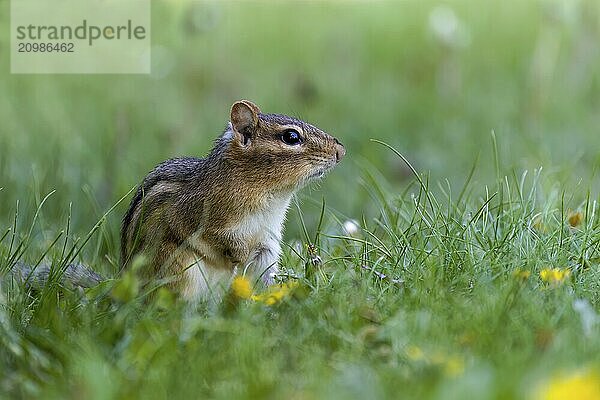 The eastern chipmunk (Tamias striatus) on a meadow. The eastern chipmunk is a chipmunk species found in eastern North America