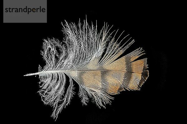 Macro shot of an owl feather cropped on black