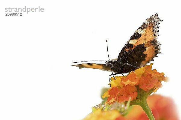 Colourful butterfly sits on an orange flower  cropped on white