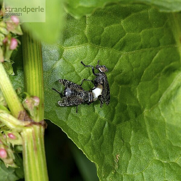 Two black blowflies mating on a green leaf