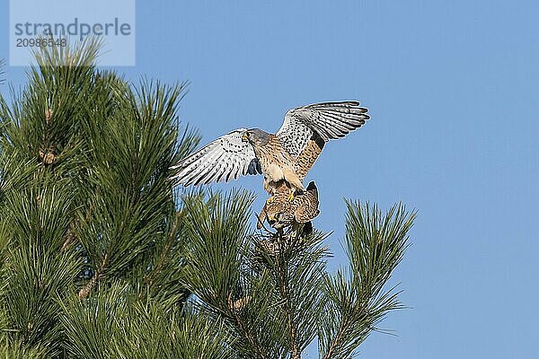 Pair of kestrels mating on a pine tree in front of a blue sky