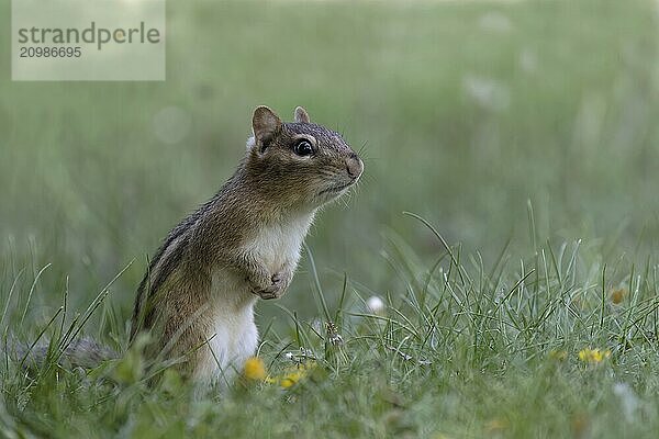 The eastern chipmunk (Tamias striatus) on a meadow. The eastern chipmunk is a chipmunk species found in eastern North America