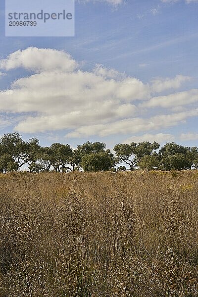 Cork trees in autumn fall in beautiful Alentejo nature landscape in rural landscape