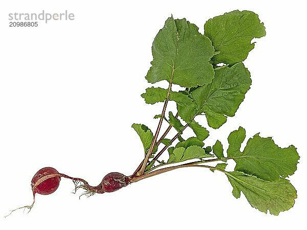 Radish with double bulb  roots and green leaves cropped on white