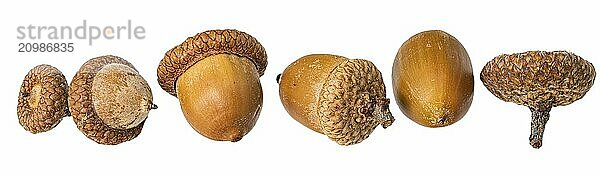 Acorn nuts lie in a row on white