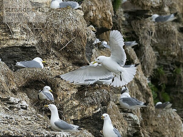 Black-legged kittiwake (Rissa tridactyla)  adult bird flying into breeding colony on coastal cliffs of Arctic Ocean  May  Varanger Fjord  Norway  Europe