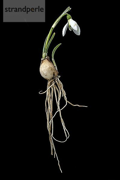 Complete single snowdrop with flower  leaves  roots and bulb cropped on black