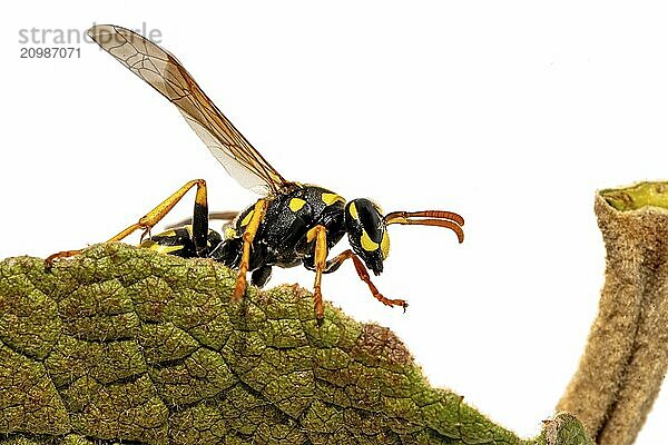 Side view of a crawling wasp on the edge of a leaf  cropped on white