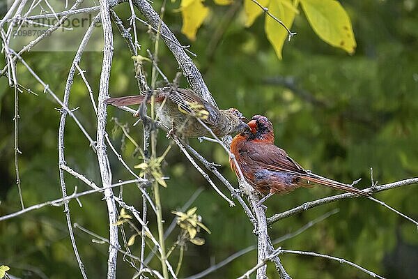 The northern cardinal (Cardinalis cardinalis) feeds the young