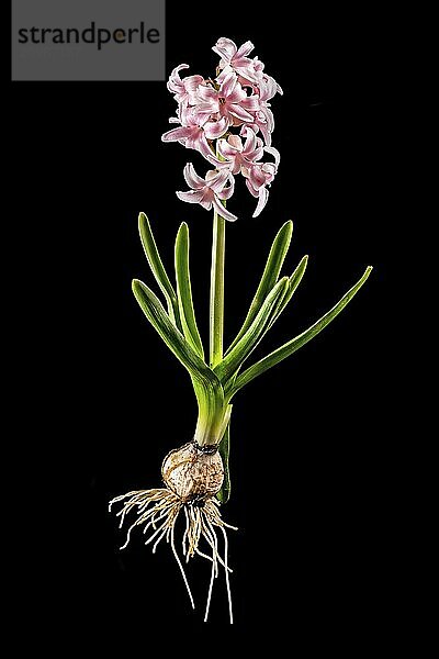 Pink hyacinth with bulb  leaves and flower cropped on black