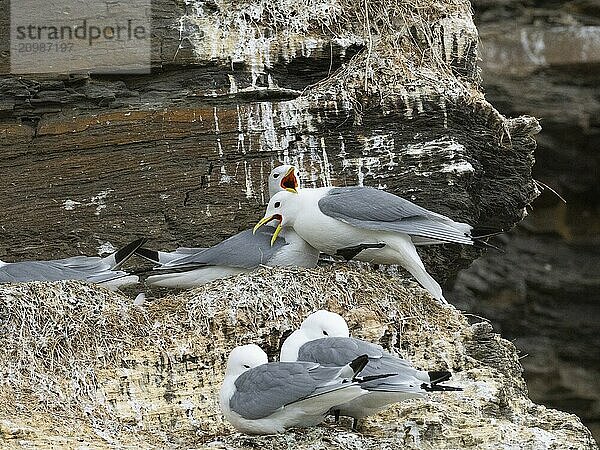 Black-legged kittiwake (Rissa tridactyla)  greeting ceremony of pair at nest in breeding colony  on coastal cliffs of Arctic Ocean  May  Varanger Fjord  Norway  Europe