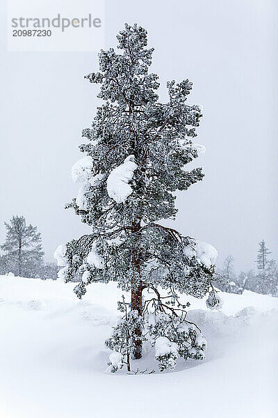 Snowy tree in a landscape  Ivalo  Finland  Scandinavia  Europe