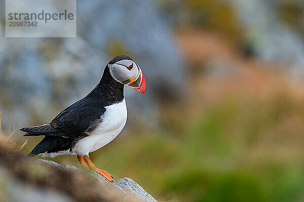 Puffin (Fratercula arctica)  sits on rock  Norway  Europe