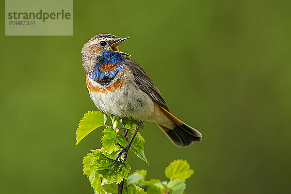 Red-spotted bluethroat (Luscinia svecica svecica) sings  Dovrefjell Sunndalsfjella National Park  Norway  Europe